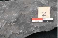 Foto (Detailansicht) von Noeggerathia palmaeformis Goeppert (NHMW-GEO-2024-0188-10731)